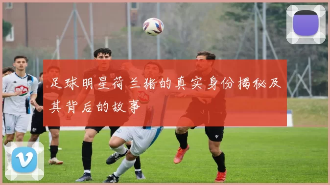 足球明星荷兰猪的真实身份揭秘及其背后的故事